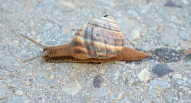 Bahçe salyangoz apshalt yolda