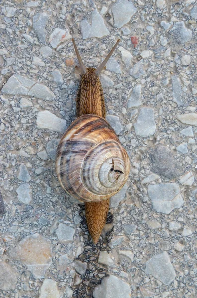 Garden snail on apshalt road — Stock Photo, Image