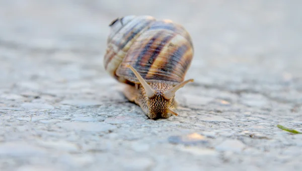 Garden snail on apshalt road — Stock Photo, Image