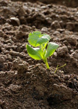 taze sebze bir alanda dikildi.