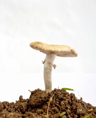 bir toprak, ateş studio mantar