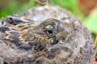 Şirin Bebek kuş evi serçenin