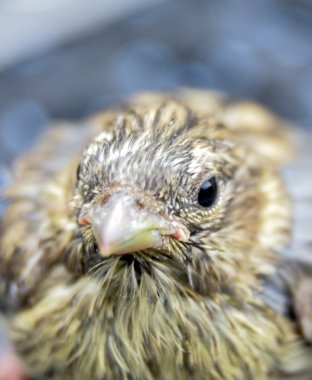 Şirin Bebek kuş evi serçenin