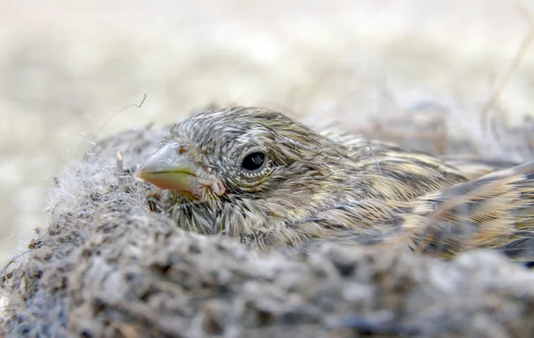 Niedliches Vogelbaby vom Haussperling — Stockfoto