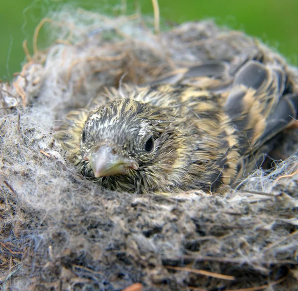 Mignon bébé oiseau de maison moineau — Photo