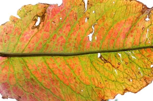 Texture des feuilles endommagée par l'herbicide — Photo