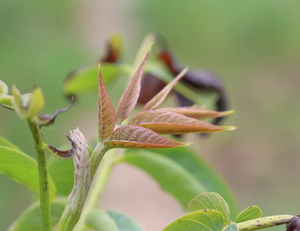 Unga blad i ett valnötsträd — Stockfoto