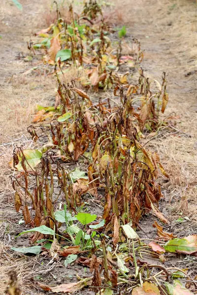 Feuilles de plantes endommagées par l'herbicide — Photo