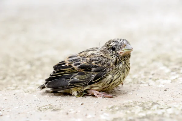 Niedliches Vogelbaby vom Haussperling — Stockfoto