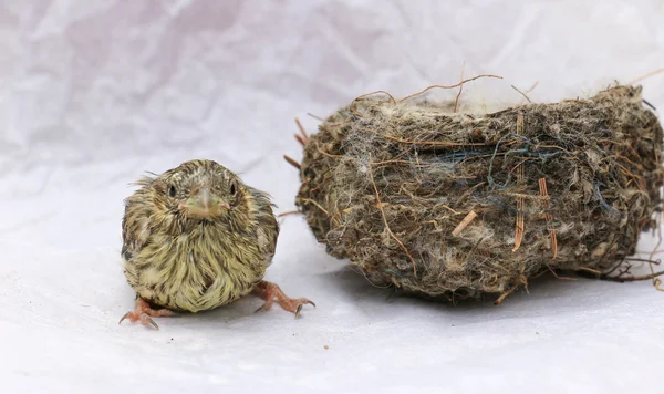 Cute  baby bird of house sparrow — Stock Photo, Image