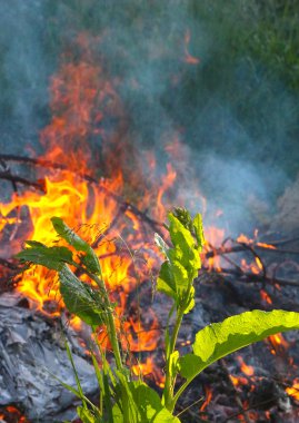 parkta ağaçların dalları yanan