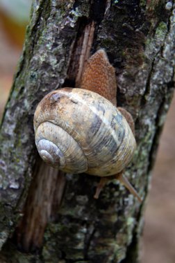  Bahçe salyangoz, yenilebilir salyangoz, salyangoz 