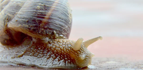 Gartenschnecke, essbare Schnecke, Schneckenkorn — Stockfoto