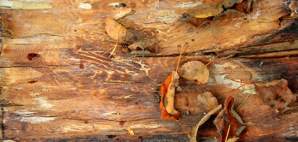 Old wood background — Stock Photo, Image