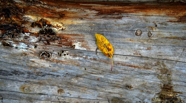 Fondo de madera vieja — Foto de Stock