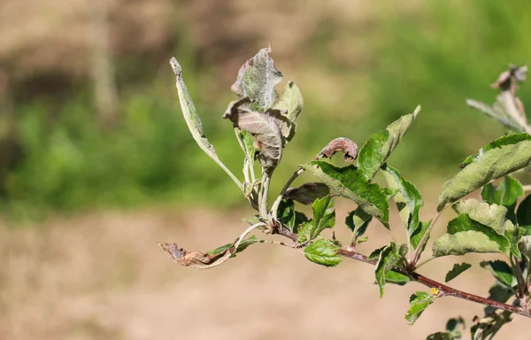 Apfelblätter von Pilzkrankheit Mehltau befallen und beschädigt — Stockfoto
