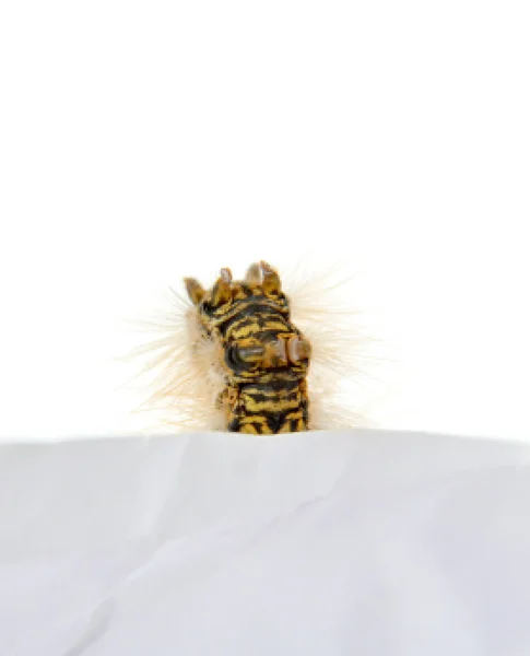 Caterpillar makro närbild på vit — Stockfoto