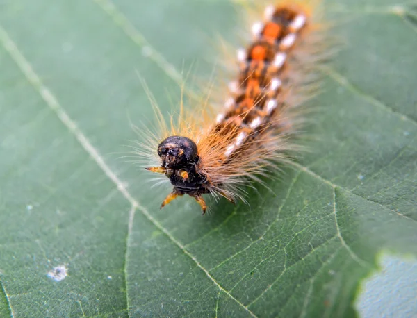 Caterpillar makro closeup yeşil fındık yaprak üzerinde — Stok fotoğraf