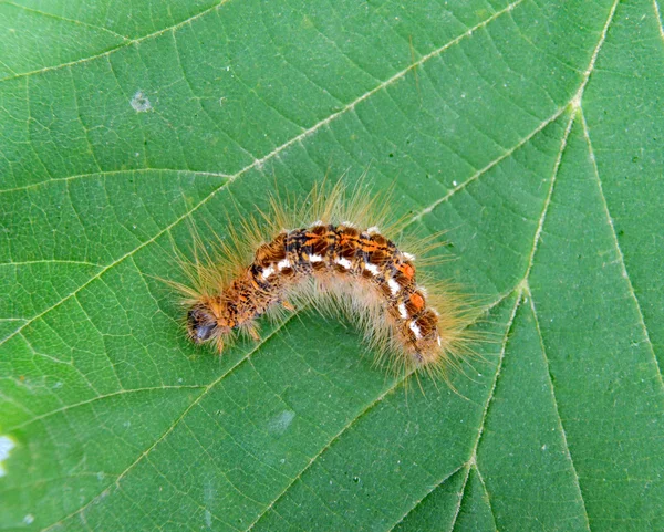 Caterpillar makro närbild på gröna hasselnöt blad — Stockfoto