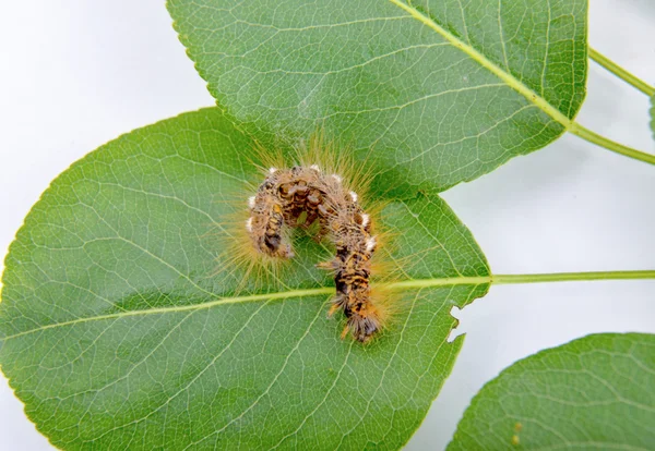 Caterpillar makro närbild på gröna päron blad — Stockfoto