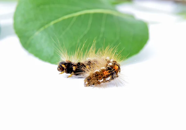 Caterpillar makro närbild på gröna päron blad — Stockfoto