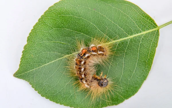 Caterpillar makro närbild på gröna päron blad — Stockfoto