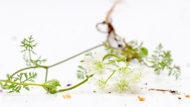 Orman bitki çiçek, stüdyo vurdu