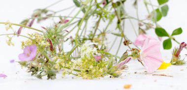 Orman bitki çiçek, stüdyo vurdu