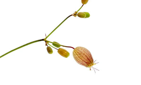 Floresta flores de plantas, estúdio tiro — Fotografia de Stock