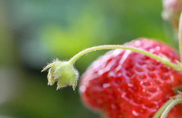 신선한 유기농 딸기 근접 촬영 샷 — 스톡 사진