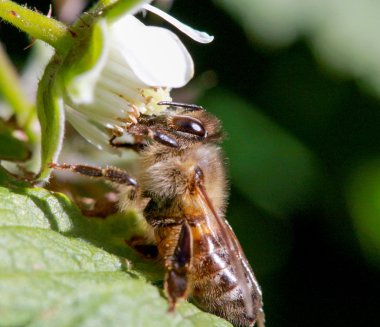 Arı ahududu Bush bir güneşli gün işyerinde.