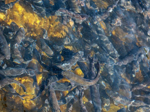 Ψάρια πέστροφα στο ποτάμι — Φωτογραφία Αρχείου