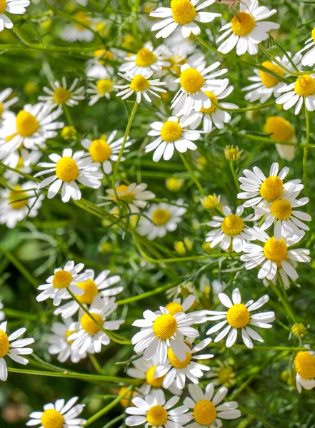 Flores de camomila selvagens em um campo em um dia ensolarado. profundidade de campo rasa — Fotografia de Stock