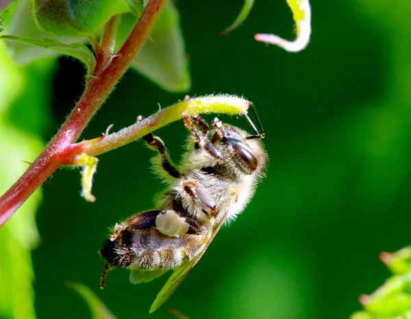 Abelha no trabalho em um arbusto de framboesa um dia ensolarado . — Fotografia de Stock