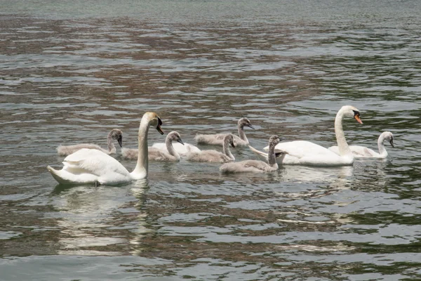 Guérir la famille du cygne — Photo