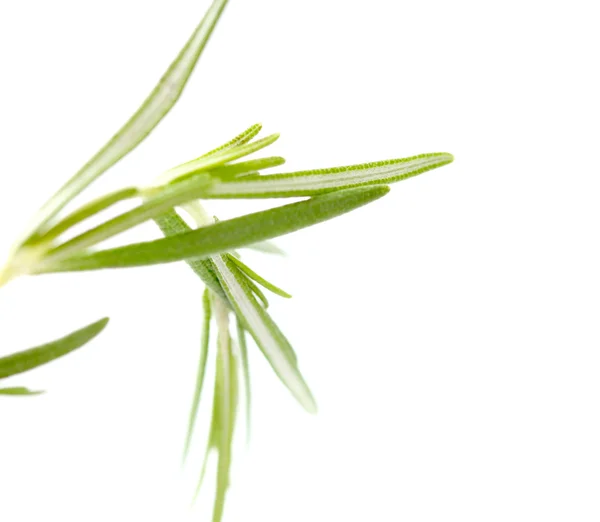 Rosemary isolated on white background Royalty Free Stock Photos