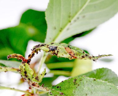 Vişne yaprağı zararlıları ile