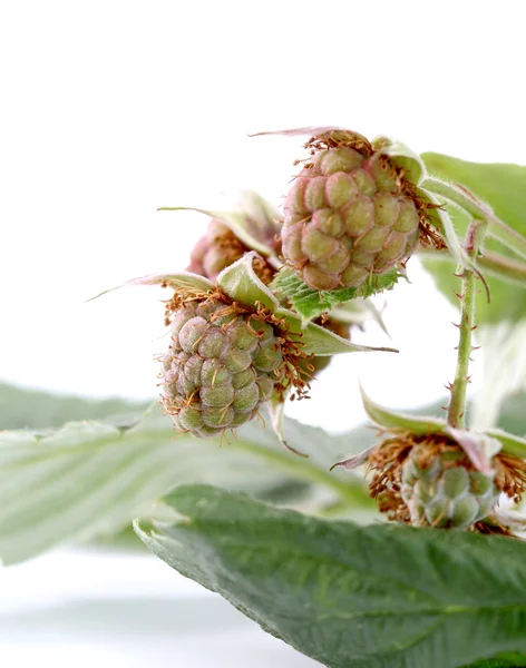 Gros plan sur la framboise biologique non mûre — Photo