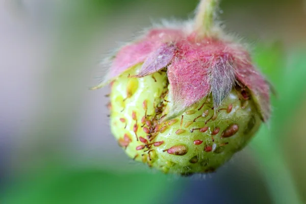 Frutti di fragola in fase di maturazione — Foto Stock