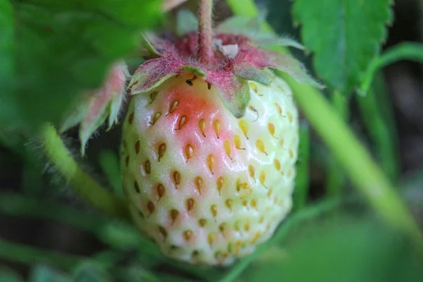 Frutti di fragola in fase di maturazione — Foto Stock