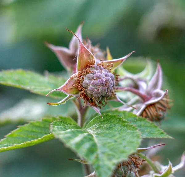 Olgunlaşmamış organik ahududu Bahçe Close-Up — Stok fotoğraf