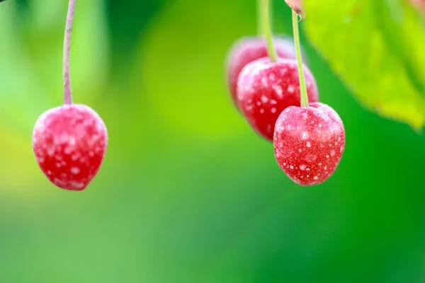 Cerezas en una rama justo después del amanecer — Foto de Stock