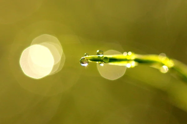 Fresh dew drops at sunrise. Nature Background — Stock Photo, Image