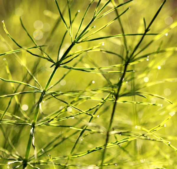 O orvalho fresco cai ao nascer do sol. Natureza Contexto — Fotografia de Stock