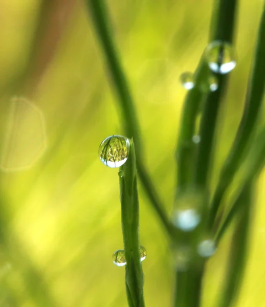 Fresh dew drops at sunrise. Nature Background — Stock Photo, Image