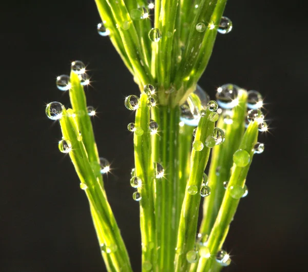 Gotas de rocío fresco al amanecer. Antecedentes —  Fotos de Stock