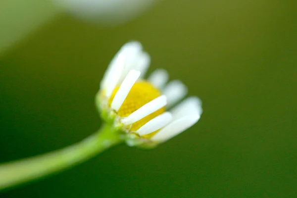 Flores de manzanilla silvestre en un campo temprano en la mañana —  Fotos de Stock