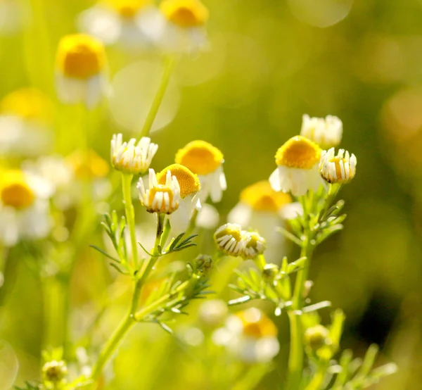 Vild kamomillblommor på ett fält tidigt på morgonen — Stockfoto