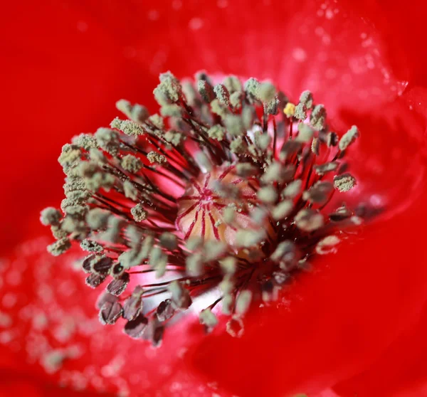 Pistilos de uma flor de papoula vermelha — Fotografia de Stock