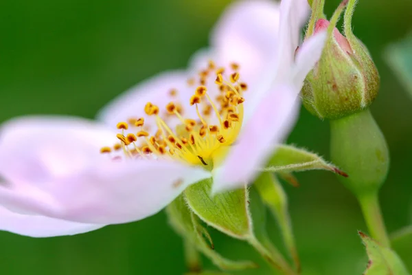 Detail of wild bush flower, pistil and stamens, macro. — Stock Photo, Image
